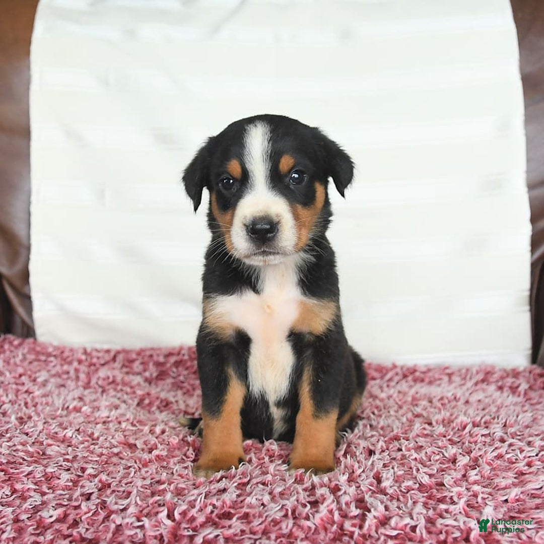 Greater Swiss Mountain Dog dogs for sale: Harvey - Image 10