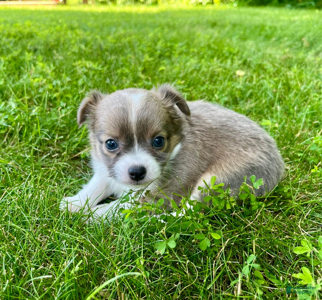 Chihuahua dogs for sale: Case - Image 9