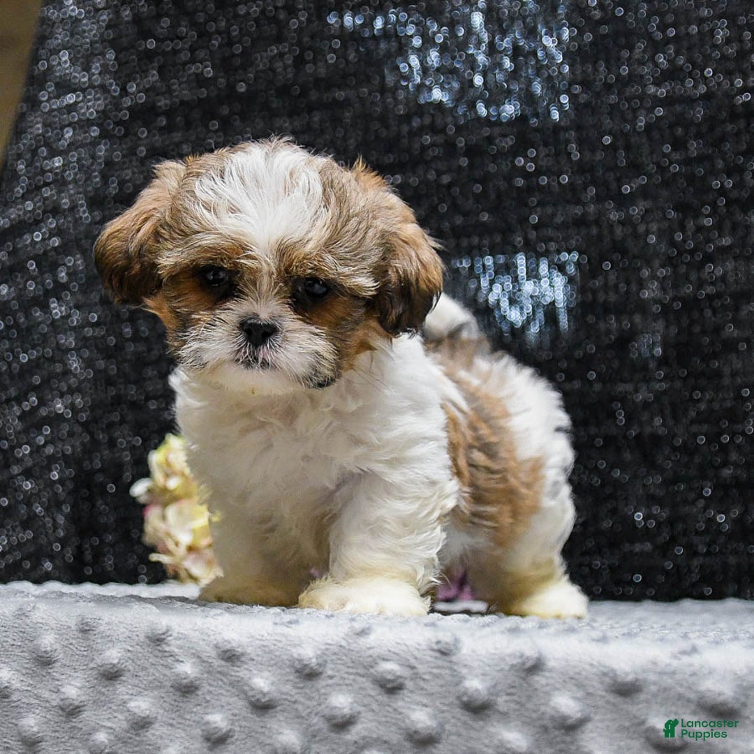 Shih Tzu dogs for sale: Lucky - Image 4