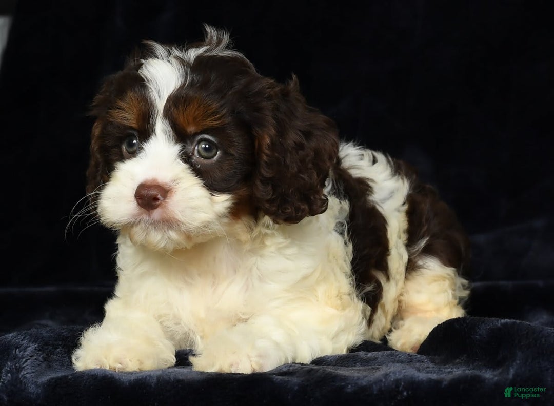 Cavapoo dogs for sale: Julia - Image 4