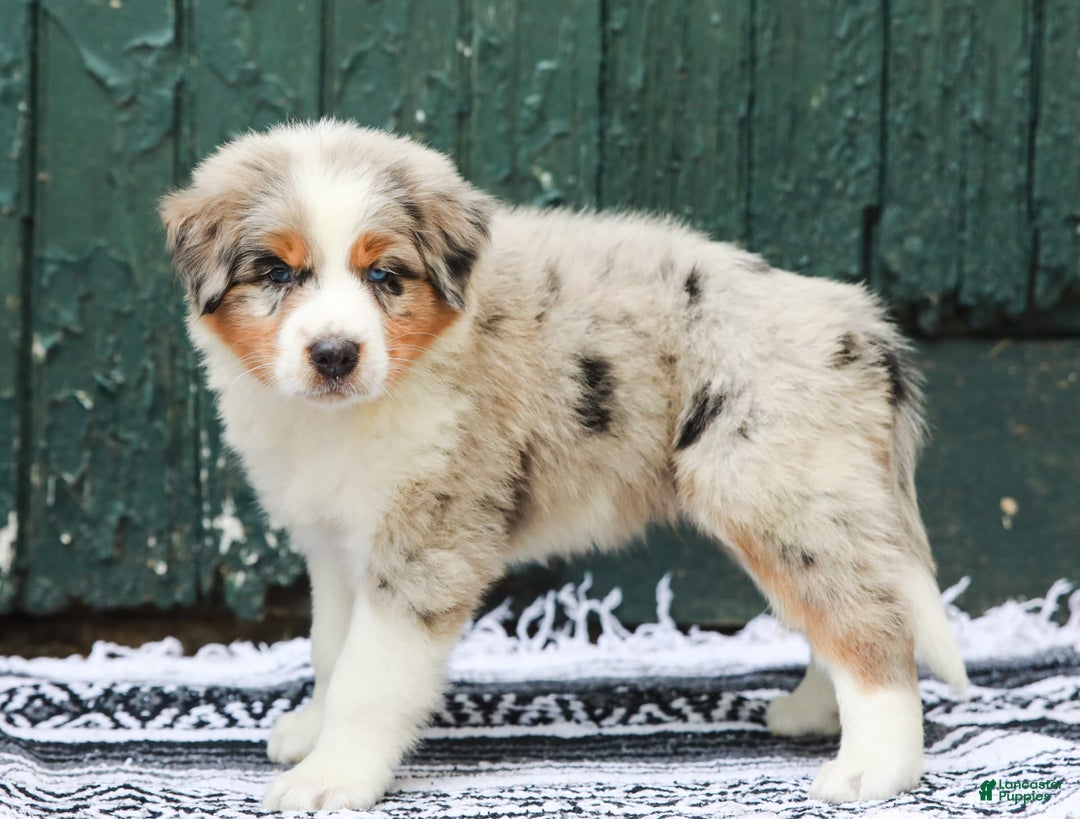 Australian Shepherd dogs for sale: Atlas - Image 2
