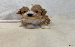 Maltipoo dogs for sale: Jovie - Image 3