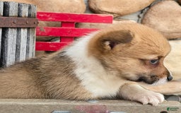 Welsh Corgi Pembroke dogs for sale: Paul - Image 7