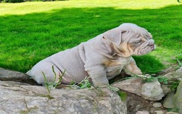 English Bulldog dogs for sale: Lyla - Image 13