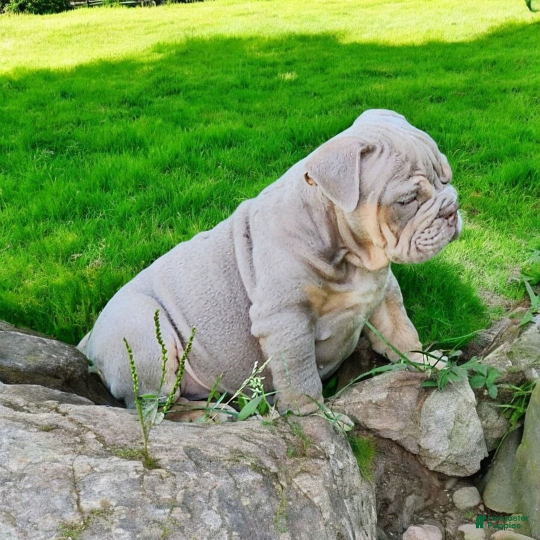 English Bulldog dogs for sale: Lyla - Image 13
