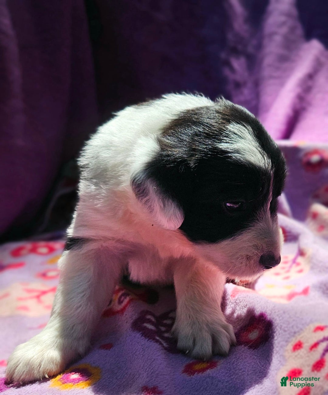 Border Collie dogs for sale: Ellie - Image 14