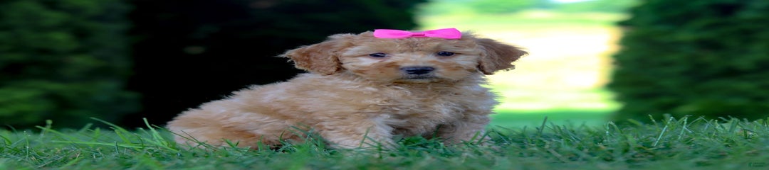 Tara