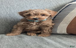 Cockapoo dogs for sale: Bailey - Image 14