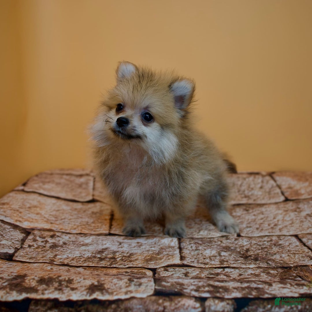 Pomeranian dogs for sale: Charlie - Image 2