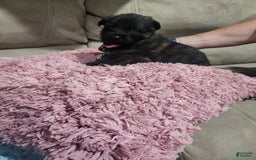 German Shepherd dogs for sale: Ramsey - Image 2