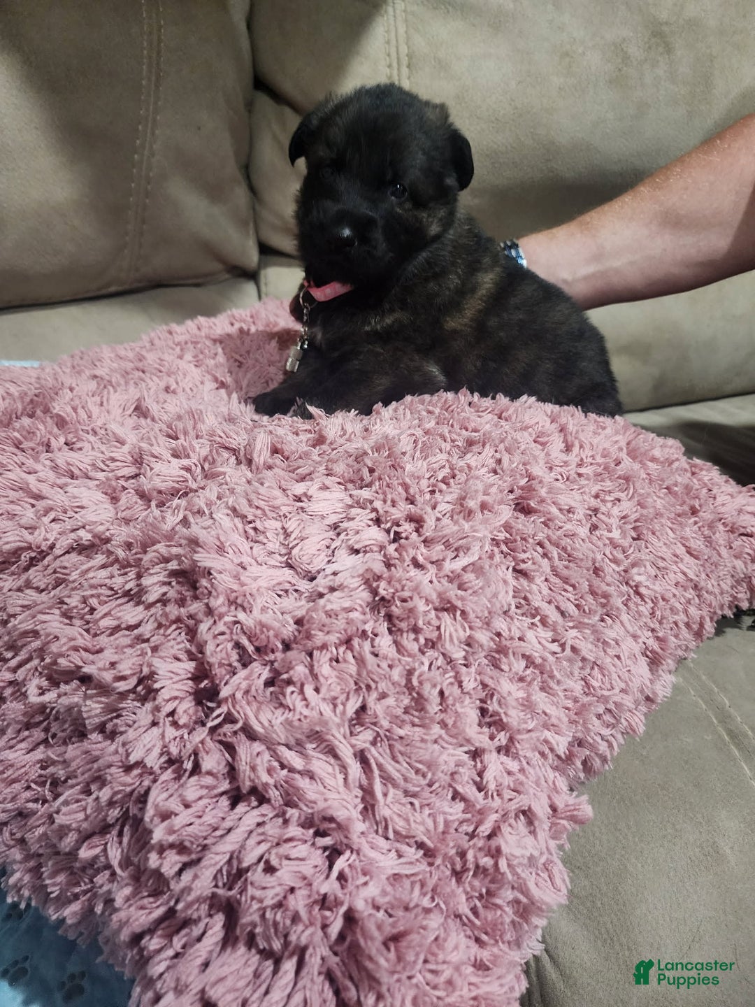 German Shepherd dogs for sale: Ramsey - Image 2