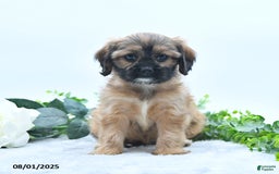 Shih Tzu dogs for sale: Nora - Image 2