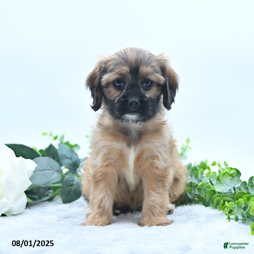 Shih Tzu dogs for sale: Nora - Image 2
