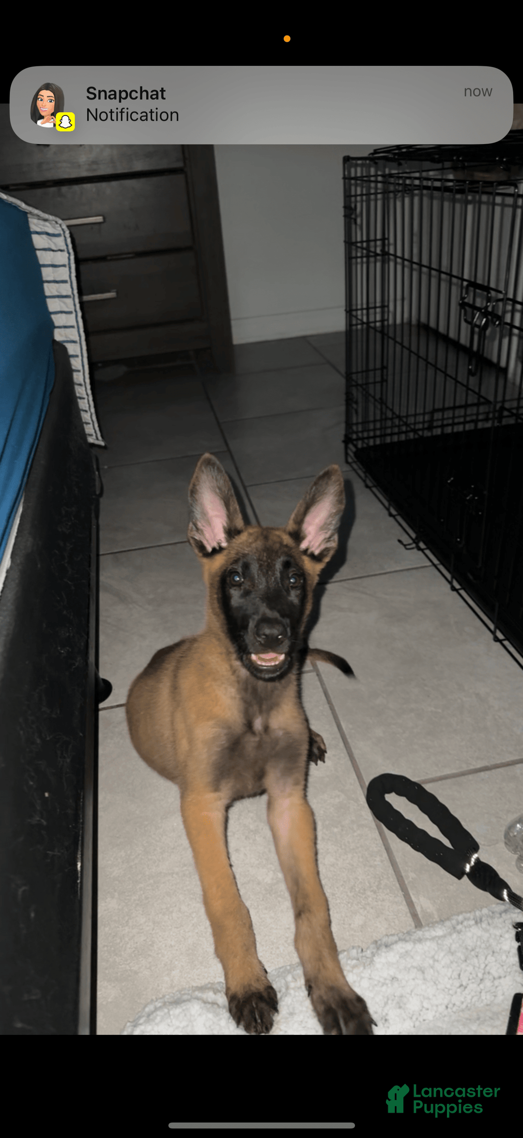 Belgian Malinois dogs for sale: Rex - Image 4