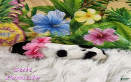 English Springer Spaniel dogs for sale: Salt - Image 4