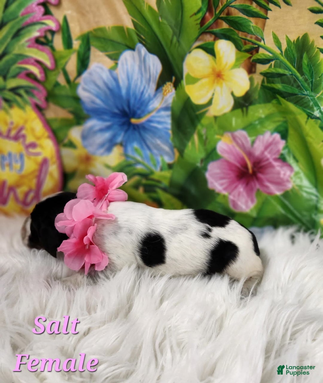 English Springer Spaniel dogs for sale: Salt - Image 4