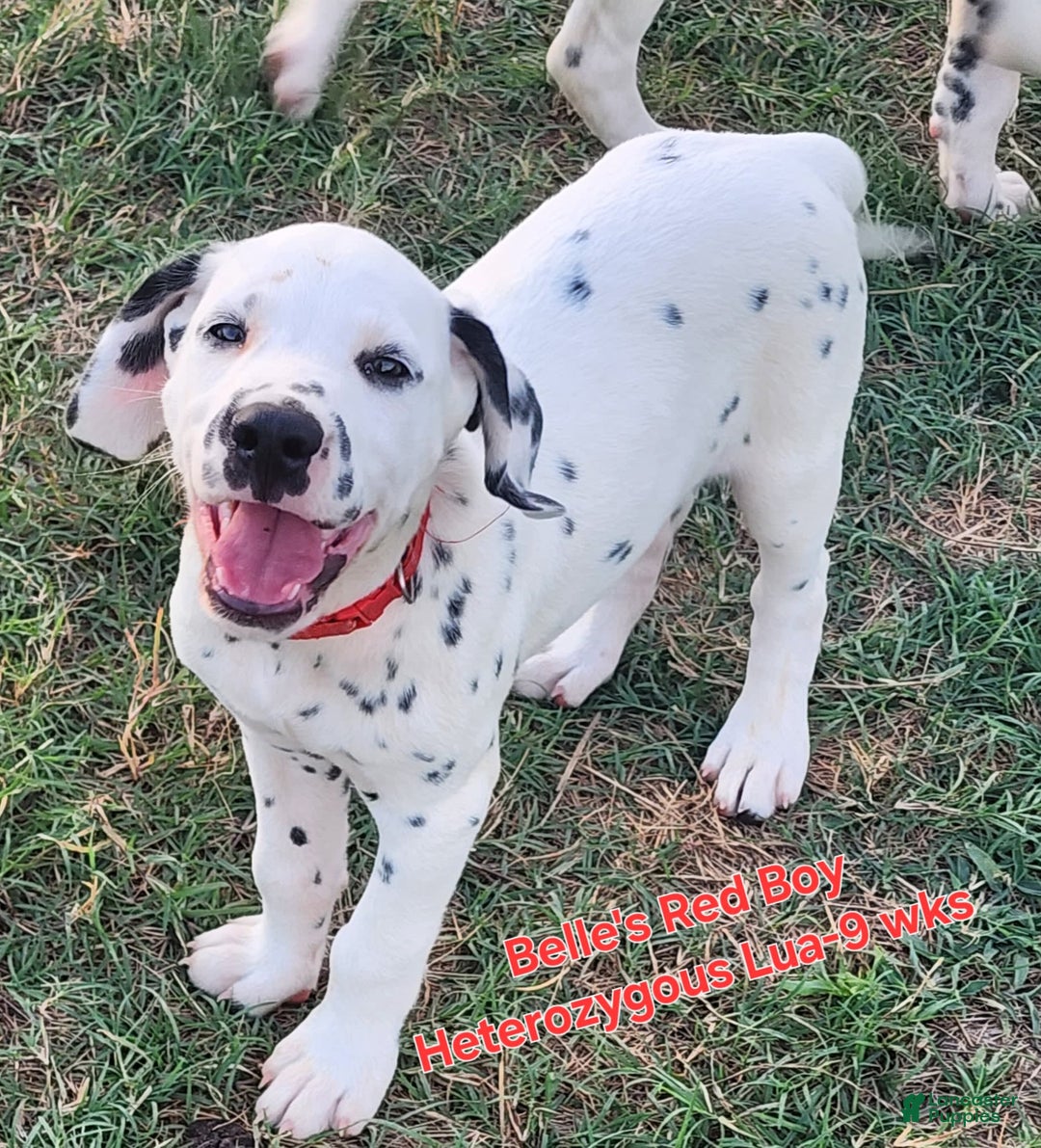 Dalmatian dogs for sale: Belles Red Lua Boy - Image 5