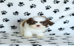 Shih Tzu dogs for sale: Felix - Image 1