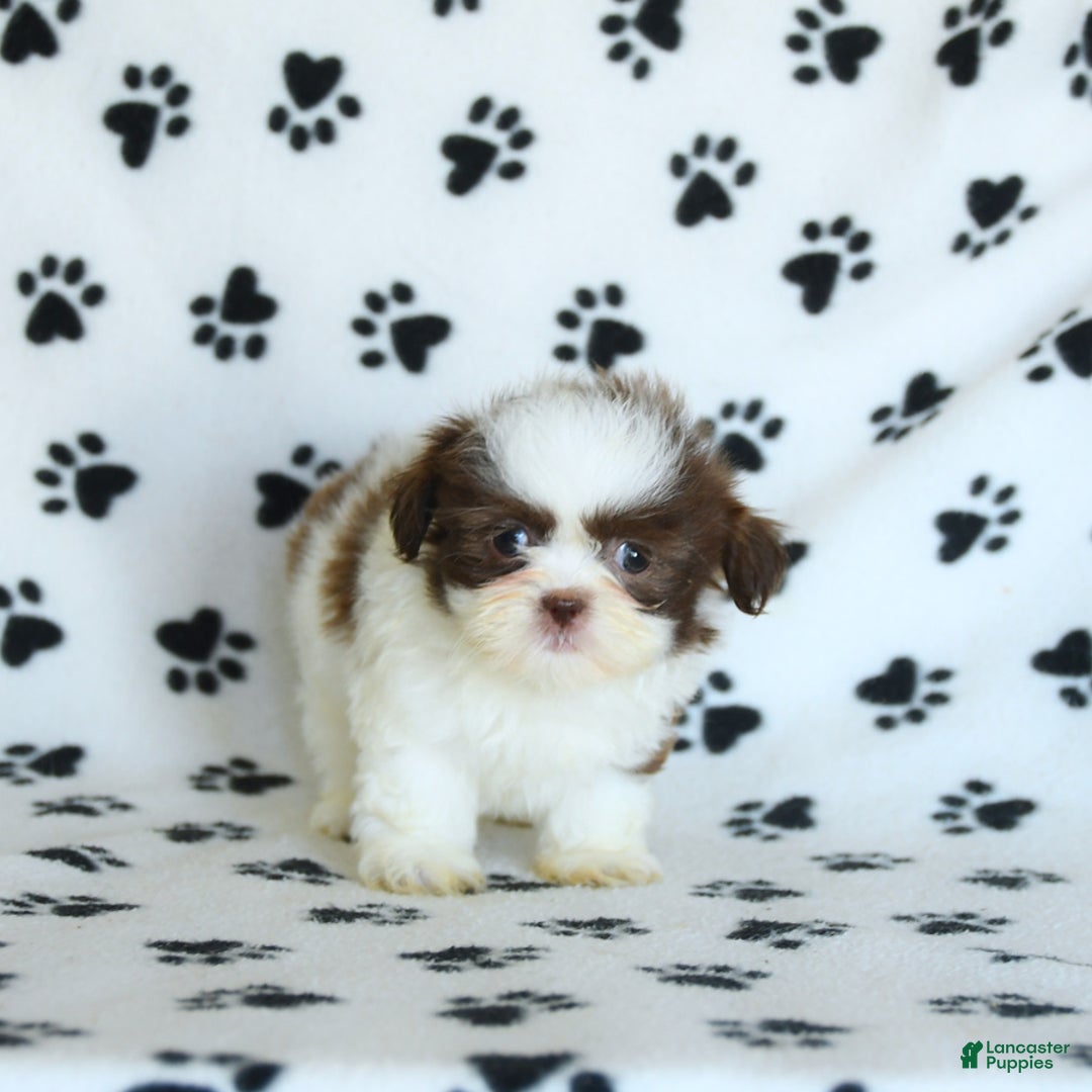 Shih Tzu dogs for sale: Felix - Image 1