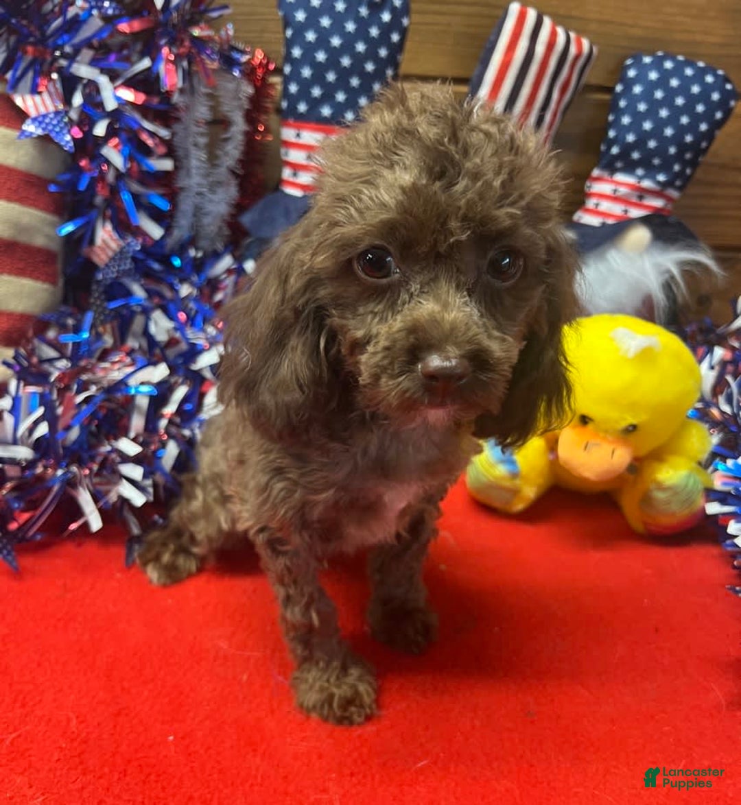 Cockapoo dogs for sale: Carla - Image 3