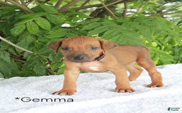 Rhodesian Ridgeback dogs for sale: Gemma - Image 6