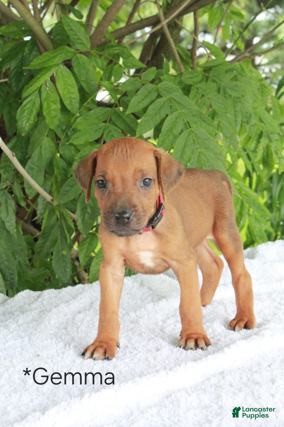 Rhodesian Ridgeback dogs for sale: Gemma - Image 6