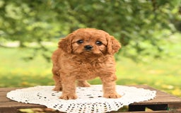 Cavapoo dogs for sale: Bandit - Image 2