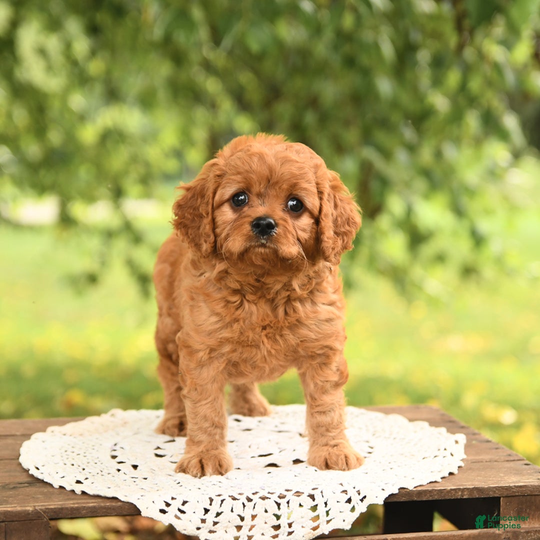 Cavapoo dogs for sale: Bandit - Image 2