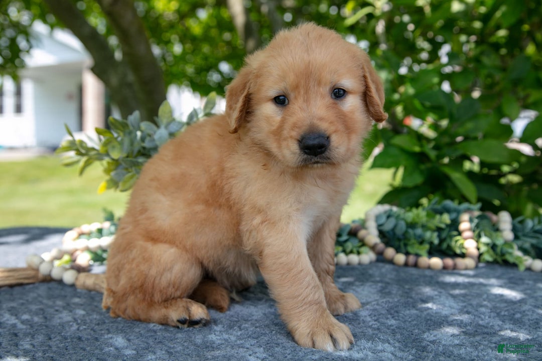 Golden Retriever dogs for sale: Lennon - Image 1