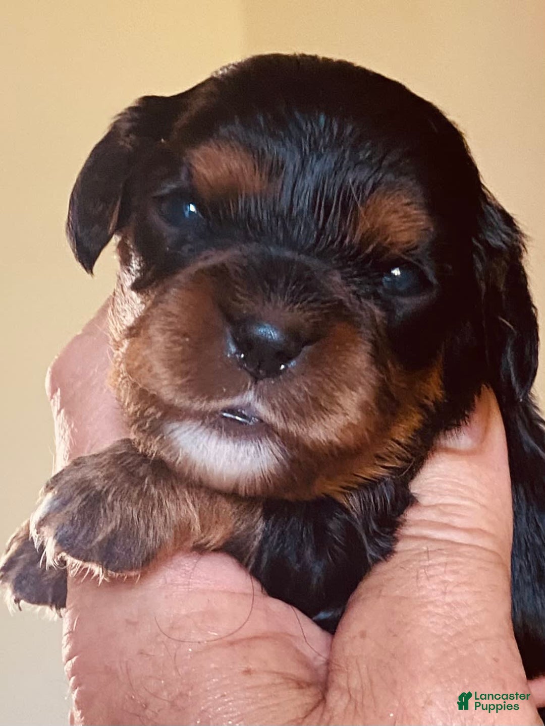 Cavalier King Charles Spaniel dogs for sale: Gabby - Image 6