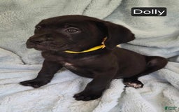 Cane Corso dogs for sale: Dolly - Image 3
