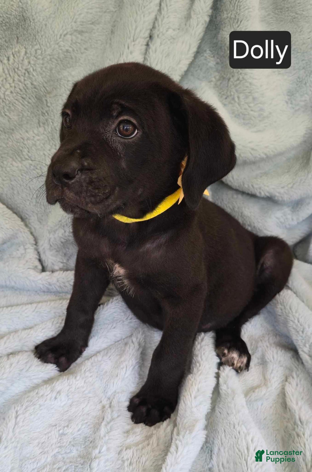 Cane Corso dogs for sale: Dolly - Image 3