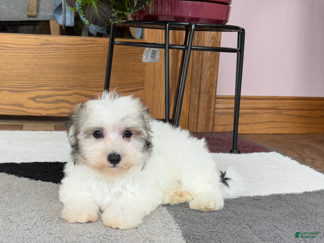 Maltese dogs for sale: Bentley - Image 7