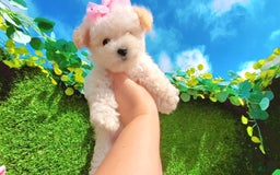 Maltipoo dogs for sale: Sunshine - Image 15