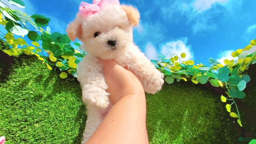 Maltipoo dogs for sale: Sunshine - Image 15
