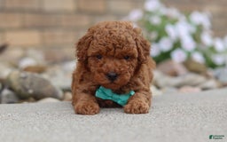 Miniature Poodle dogs for sale: Ripley - Image 6