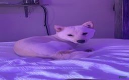 Shiba Inu dogs for sale: Jodi - Image 10