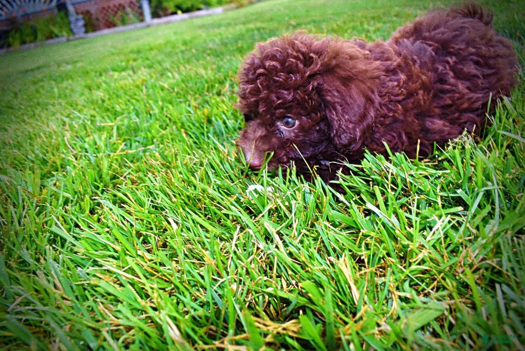 Havapoo dogs for sale: Bliss - Image 1