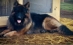 German Shepherd dogs for sale: Joyii - Image 3