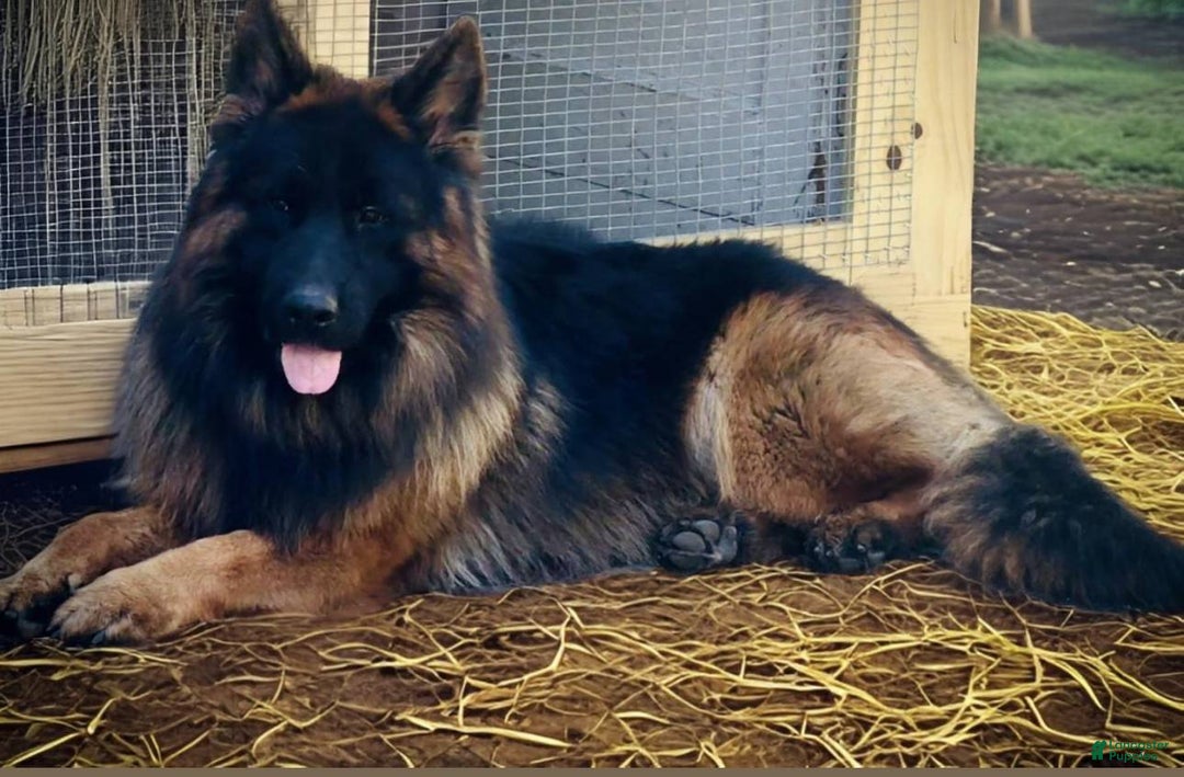 German Shepherd dogs for sale: Joyii - Image 3
