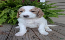 Goldendoodle dogs for sale: Sue - Image 14