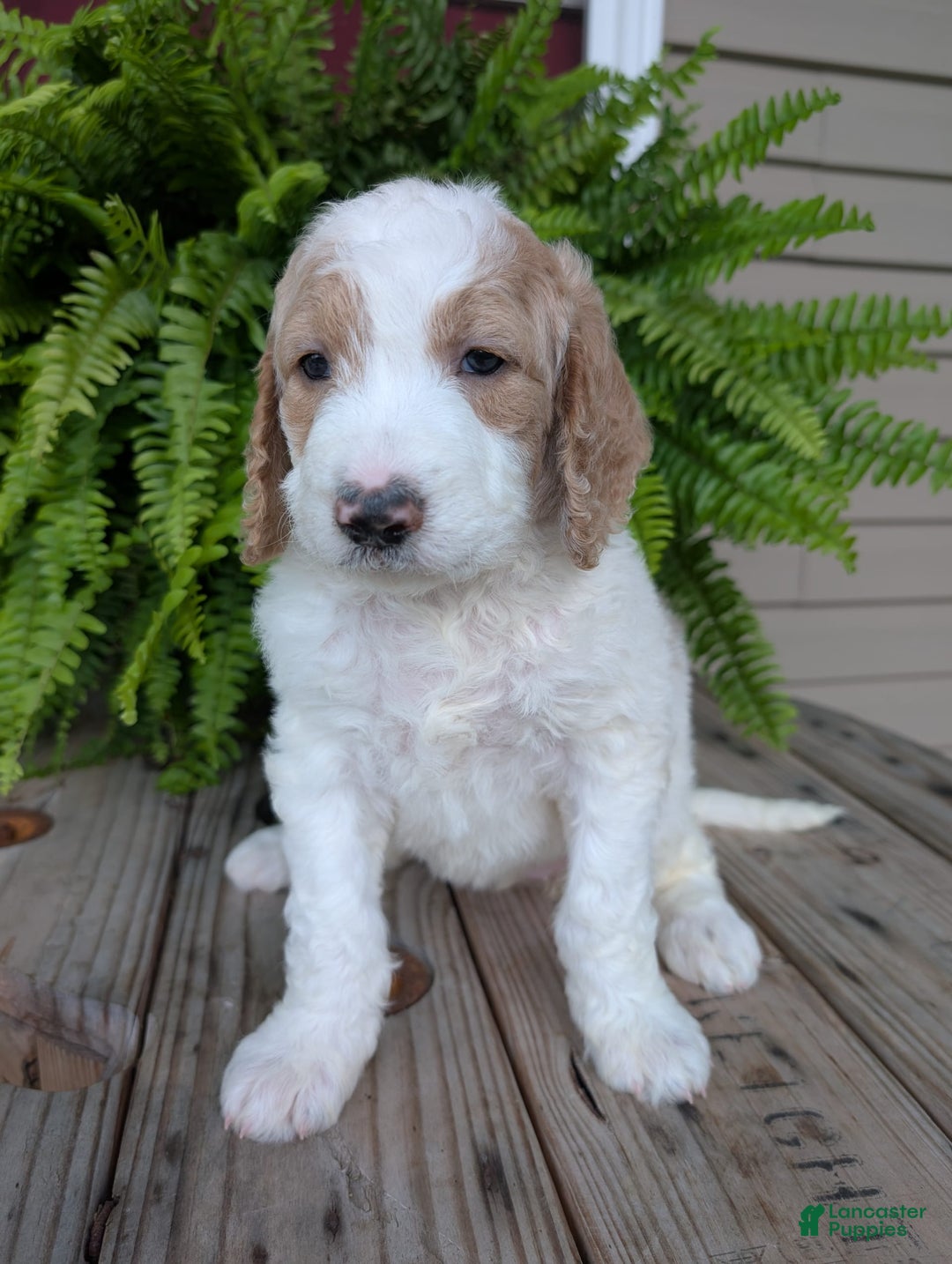 Goldendoodle dogs for sale: Sue - Image 14