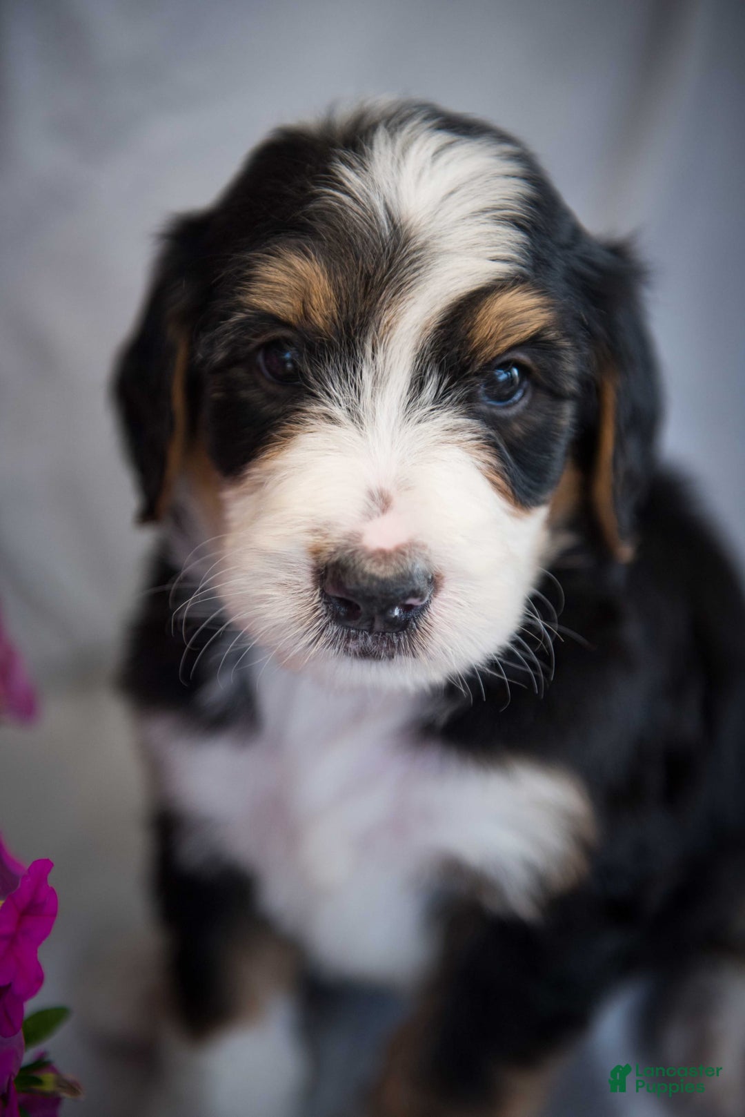 Bernedoodle dogs for sale: Spiderman - Image 3