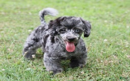 Havapoo dogs for sale: Poppy - Image 5