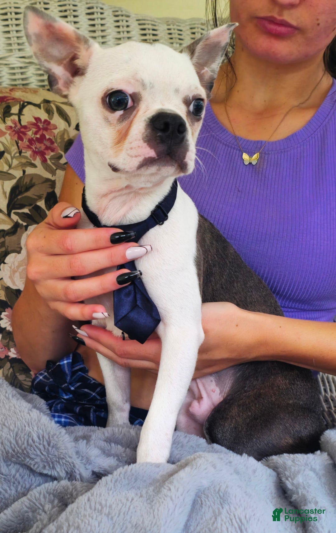 Boston Terrier dogs for sale: Nolan - Image 20