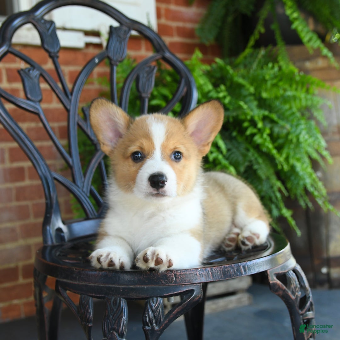 Welsh Corgi Pembroke dogs for sale: Rex - Image 4