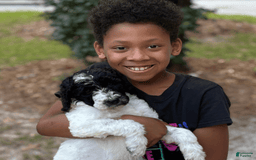 Standard Poodle dogs for sale: Levi - Image 3