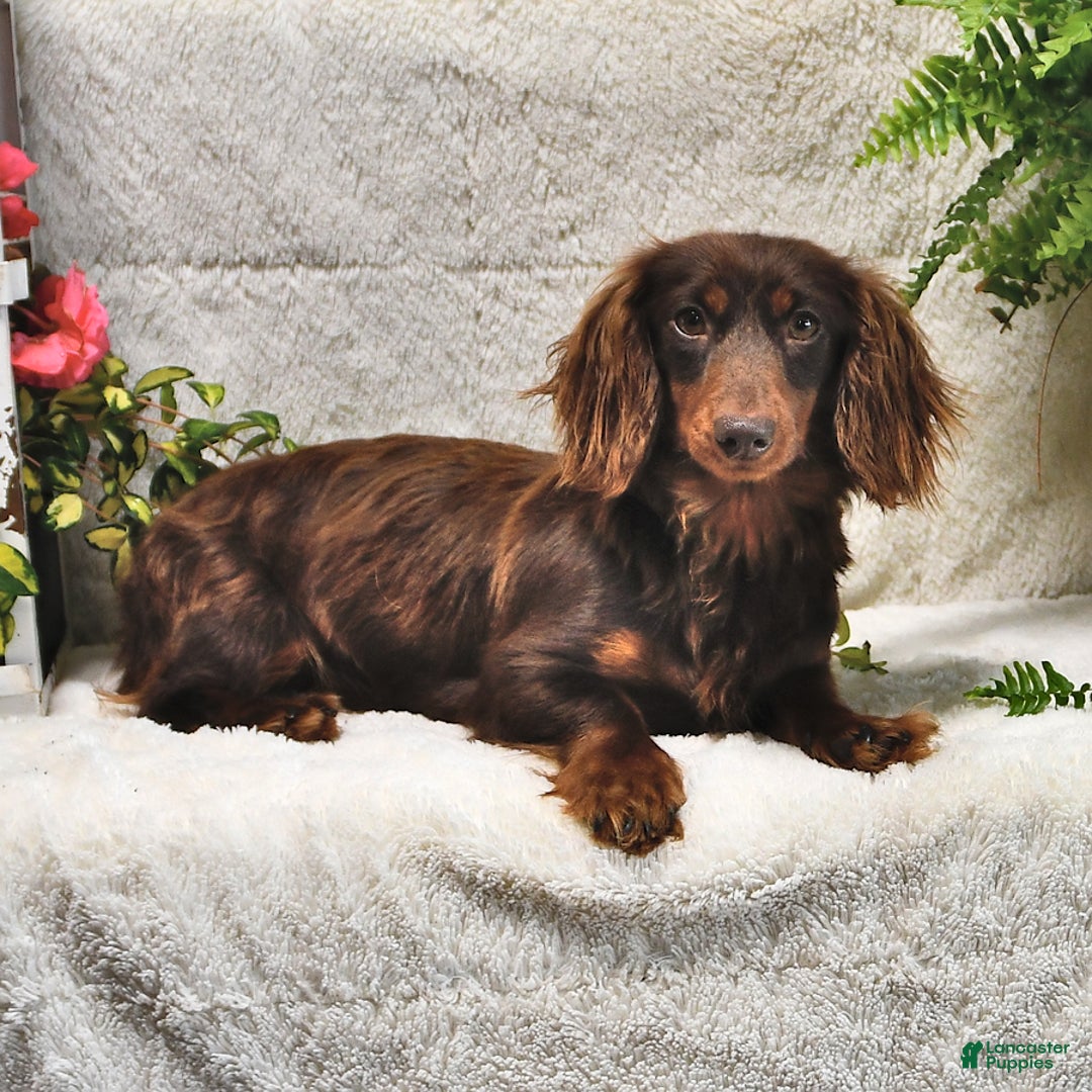 Miniature Dachshund dogs for sale: Donny - Image 6