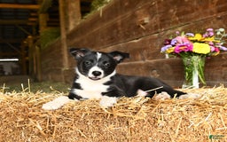 Shetland Sheepdog dogs for sale: Rusty - Image 3
