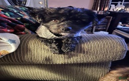 Pomeranian dogs for sale: Daffodil - Image 3